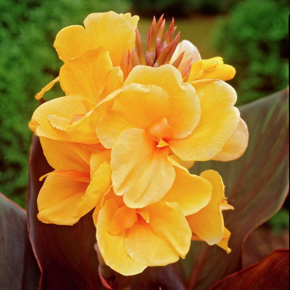 Canna 'Louis Cottin'